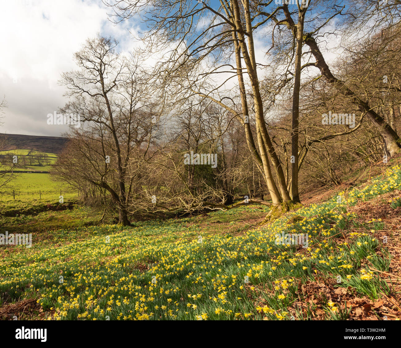 Ein Landschaftsbild von Farndale, North York Moors National Park Stockfoto