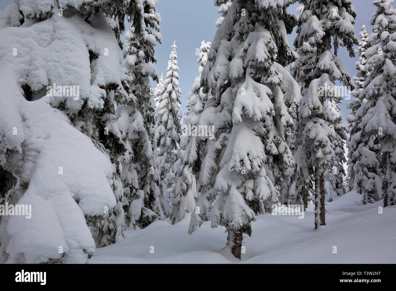 WA 16130-00 ... WASHINGTON - Schnee auf einem Baum nahe dem Gipfel des Amabilis Berg im Okanogan-Wenatchee National Forest. Stockfoto