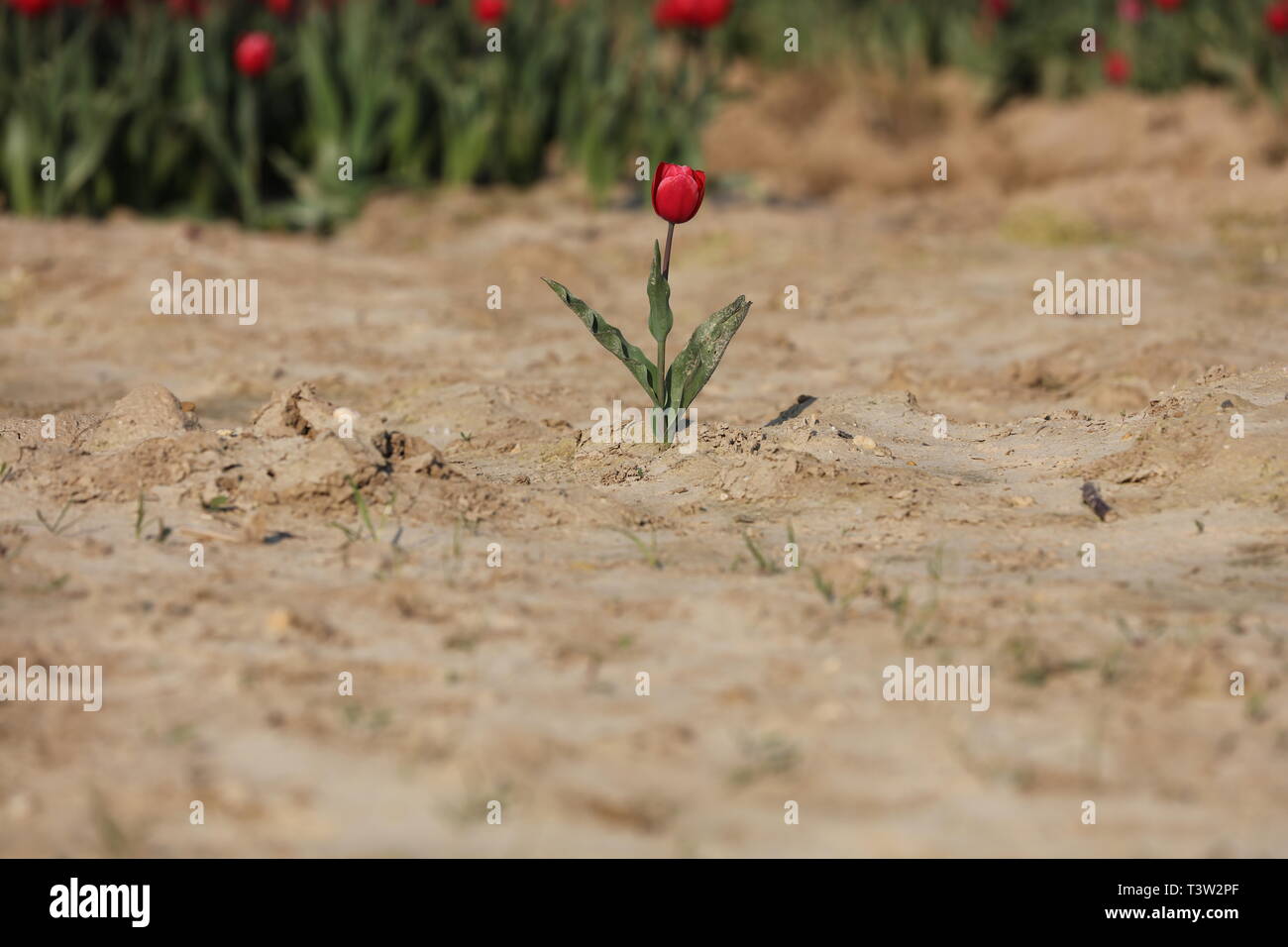 Tulpen auf einem trockenen Bereich Stockfoto