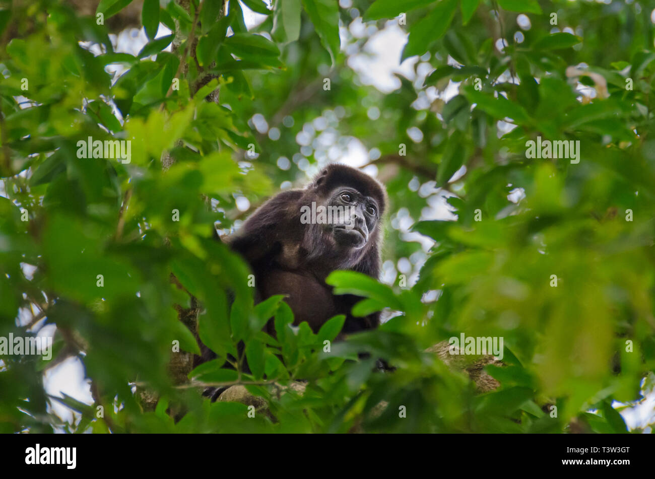 Mantled Brüllaffen (Alouatta palliata), oder Golden-mantled heulen Affen füttern Blätter an einem Baum in Tortuguero National Park, Costa Rica. Stockfoto