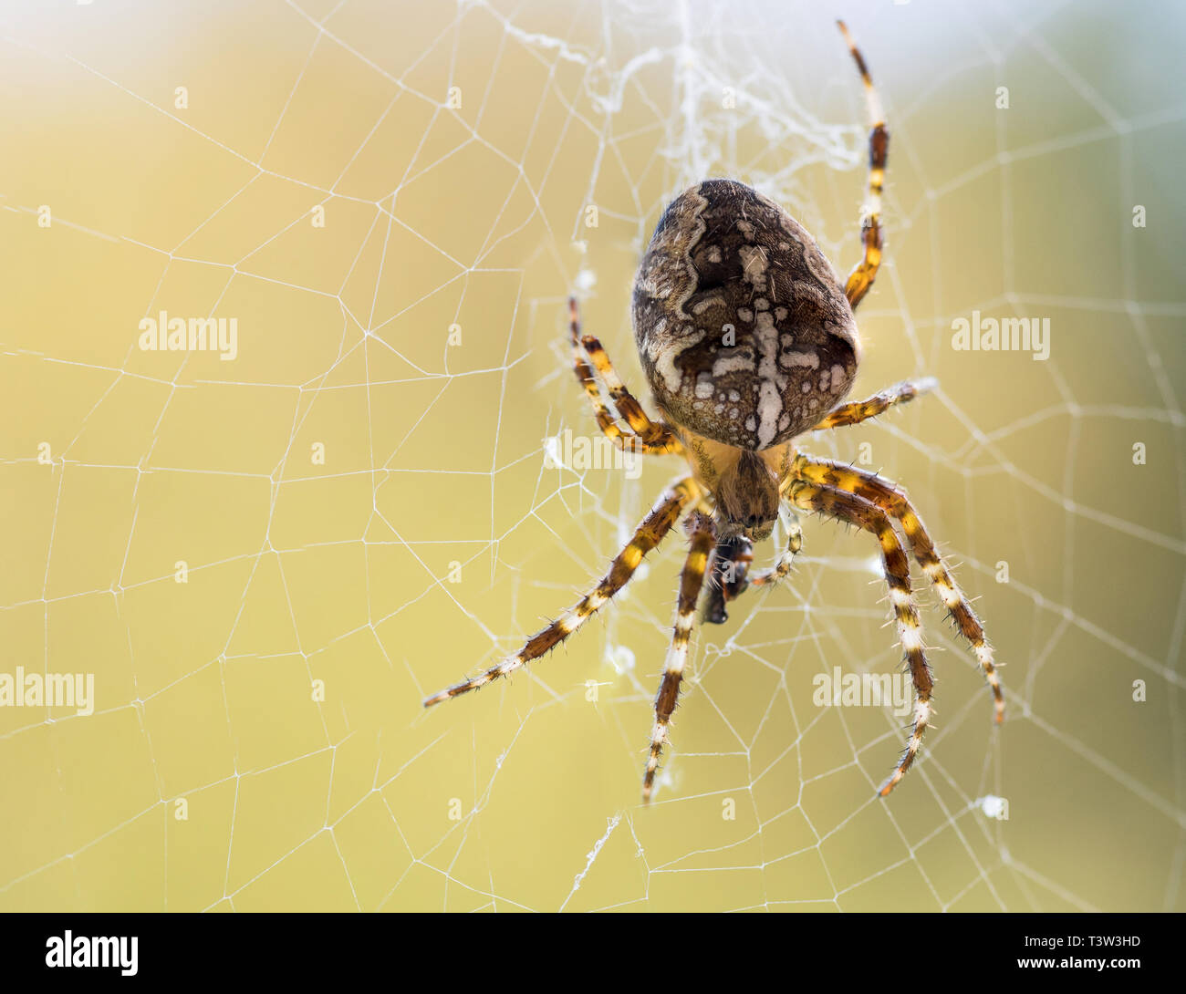 Das Kreuz - Spinnen (Araneus) Stockfoto