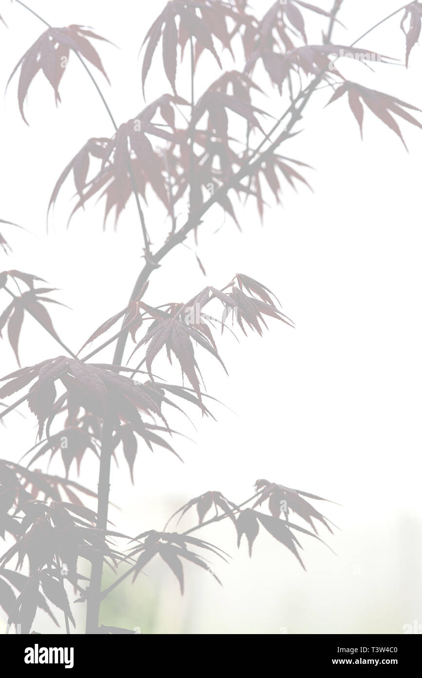 Die eleganten weichen Foggy japanische Zen Stil Bambus Baum Hintergrund Stockfoto