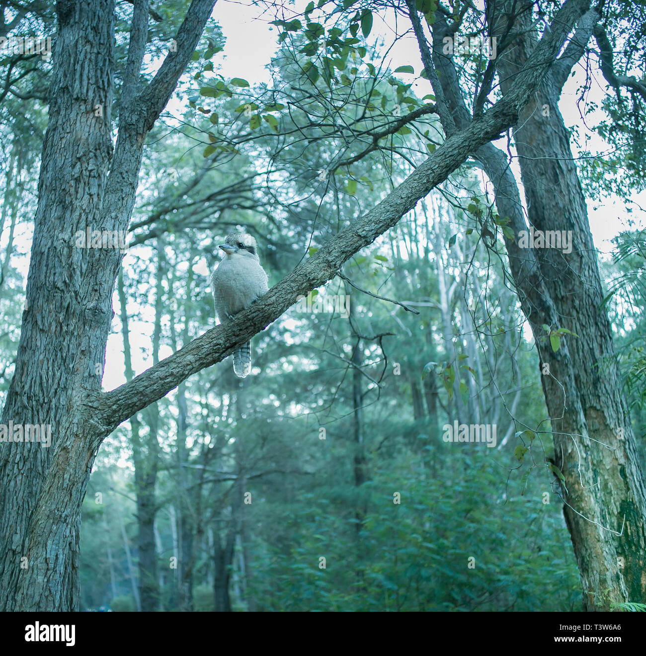Kookaburra sitzen auf Gum Tree Stockfoto