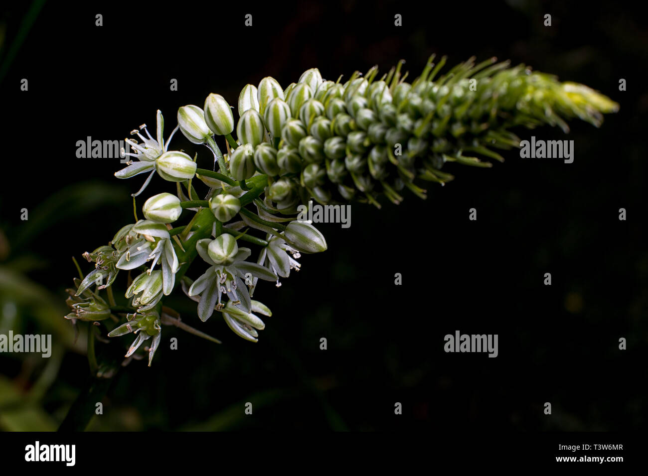 Felberich Blume Makro Stockfoto