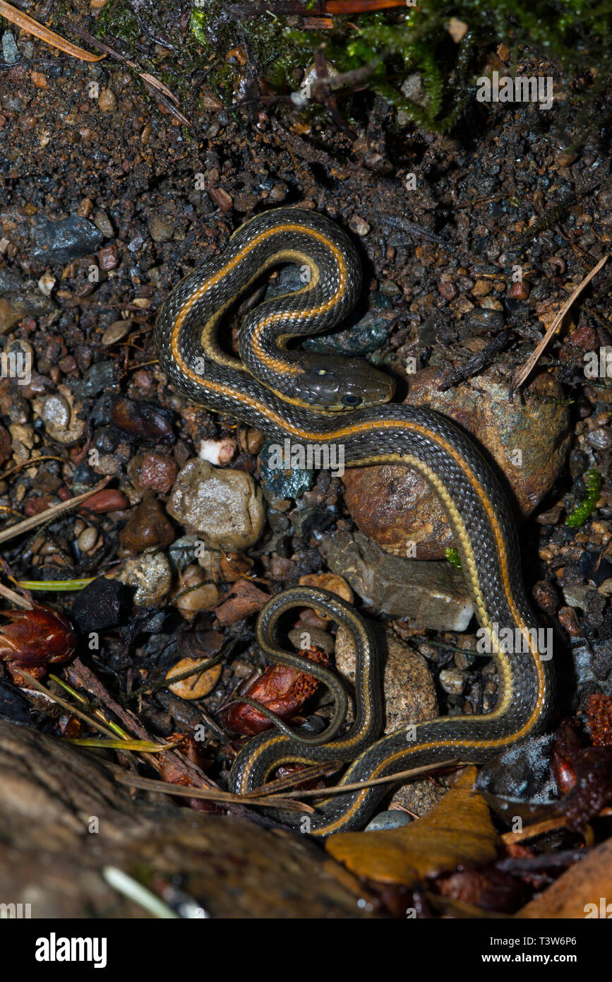 Ich nahm einen kleinen Stein in einem trockenen Bachbett auf Mount Tamalpais "Cataract Creek und dieser Junge garter Snake gefunden. Noch trägen aus dem Rest, es Rema Stockfoto