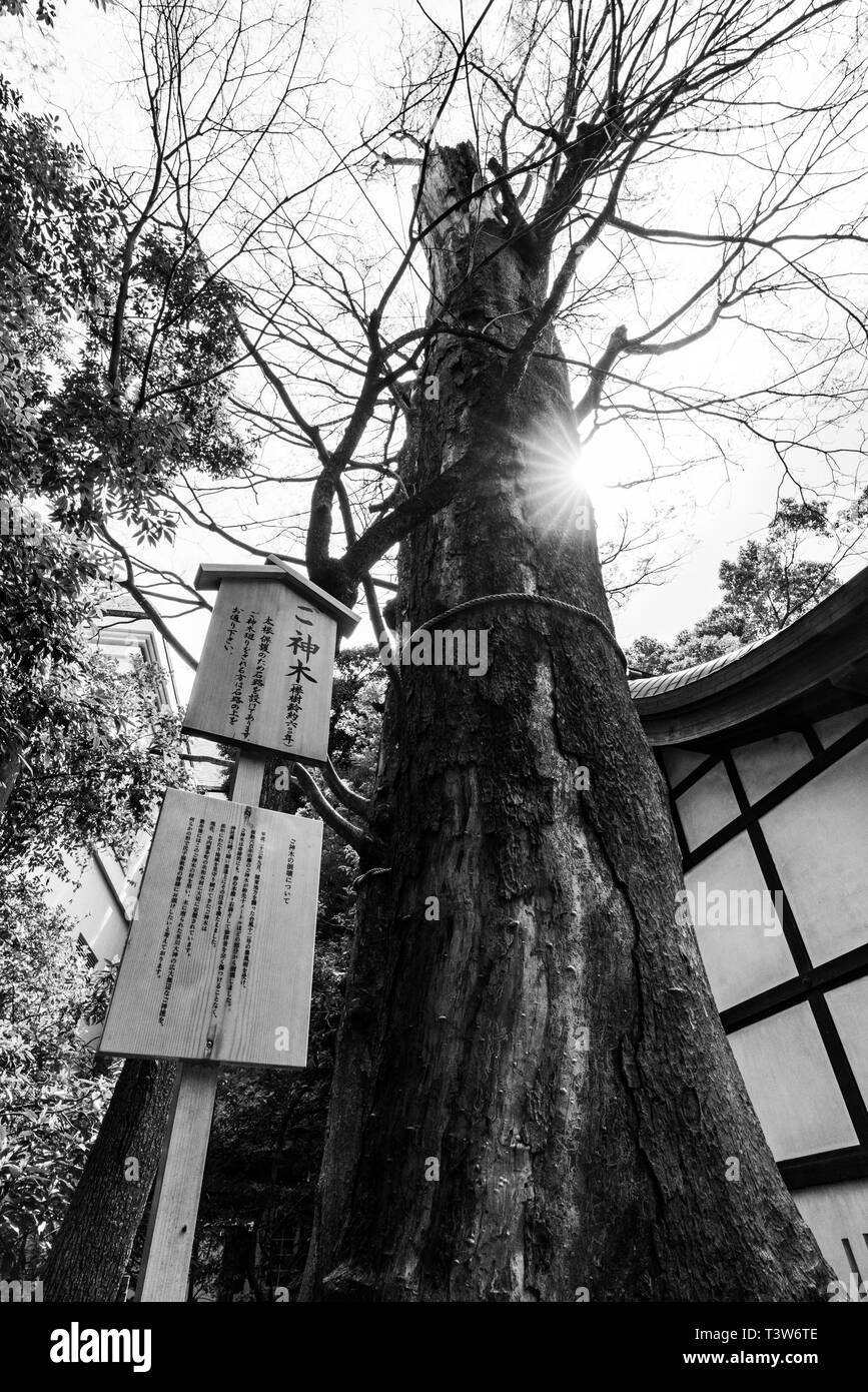 Heiliger Baum, Hikawa Schrein, Kawagoe City, Präfektur Saitama, Japan Stockfoto