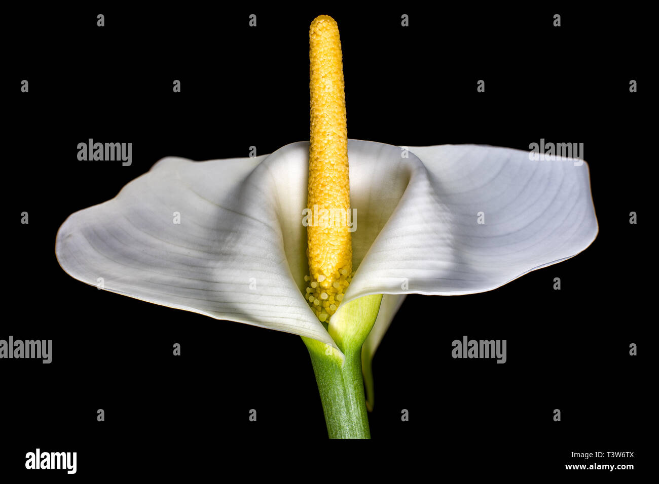 Weiße calla Lilie Blume Makro auf schwarzem Hintergrund Stockfoto