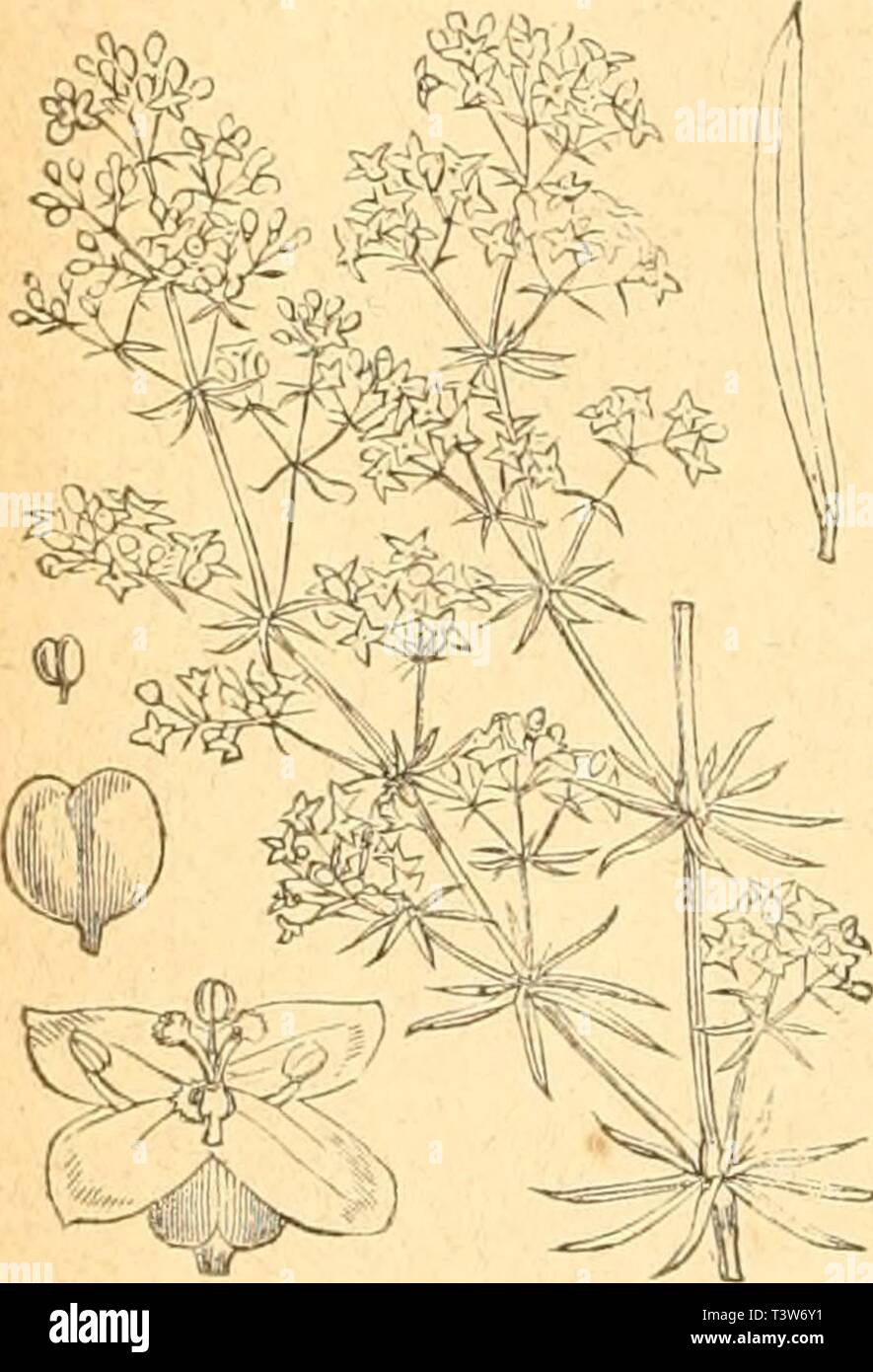 Archiv Bild ab Seite 321 von Pflanzenfeinde aus der Klasse sterben. Sterben Pflanzenfeinde aus der Klasse der Kämpfen. Ein / Pflanzenfamilien geordnetes Handbuch sämmtlicher in den einheimischen Pflanzen bisher beobachteten Kämpfen zum Gebrauch für Entomologen, Insektensammler, Botaniker, Land- und Forstwirthe und Gartenfreunde diepflanzenfeind 00 kalt Jahr: 1874 308 Klasse I Zweisamenblättrige Pflanzen. vorzüglich häufig in Galium aparine und G. Mollugo angetroffen, von deren Blättern sich Dove und Käfer nähren. 2. Timarcha Metallica, Fb., in hiesiger Gegend eine Seltenheit,.soll mit Vori Stockfoto