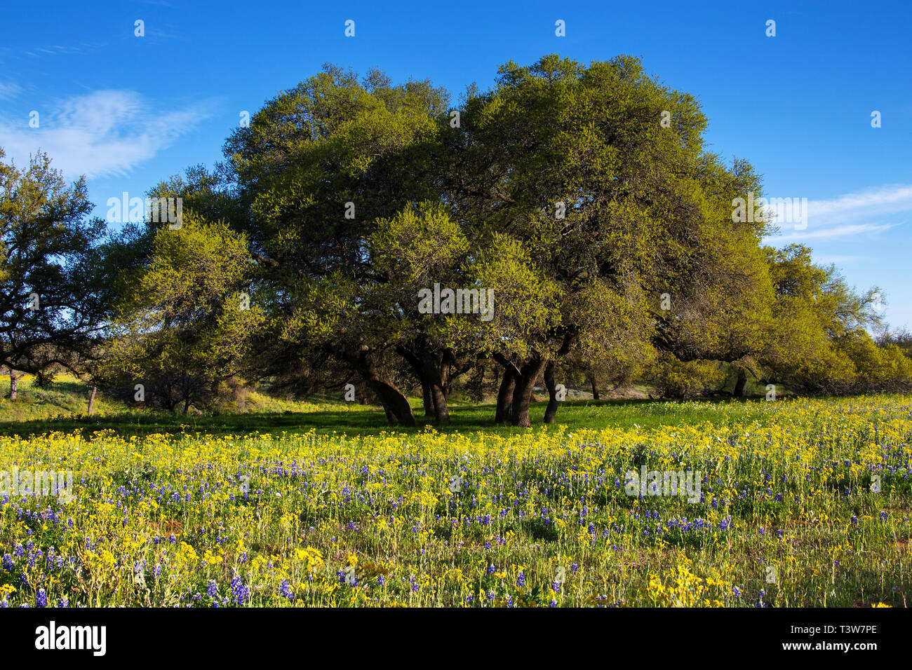 Bereich der Blüten vor Formschöne Bäume in das Gebirge, Texas Stockfoto