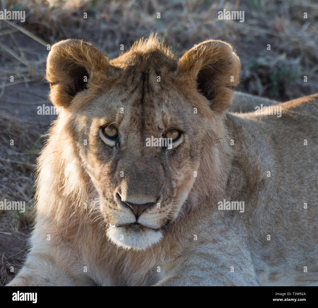 Löwin, Masai Mara Stockfoto