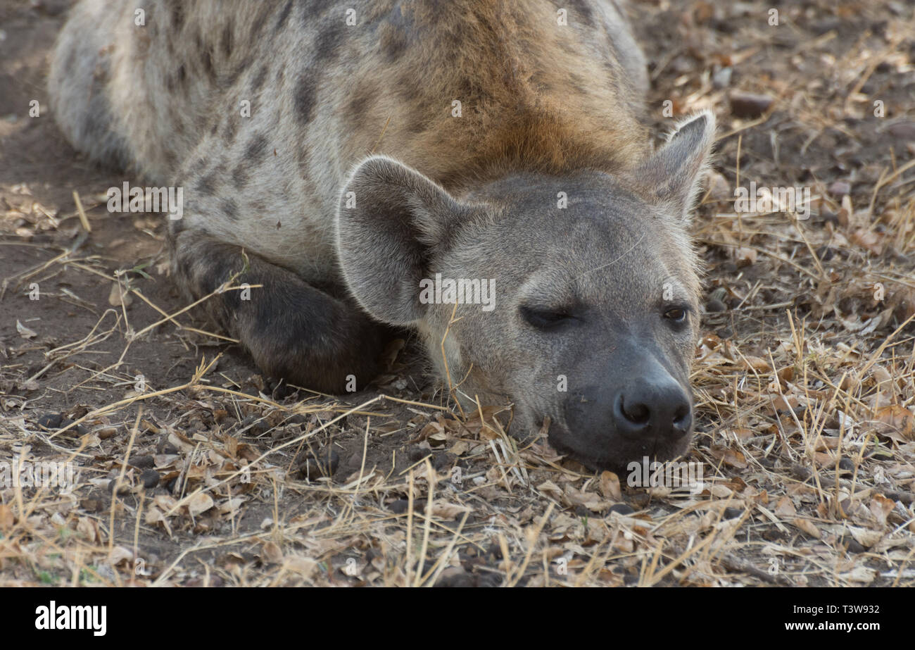 Hyäne, Masai Mara Stockfoto