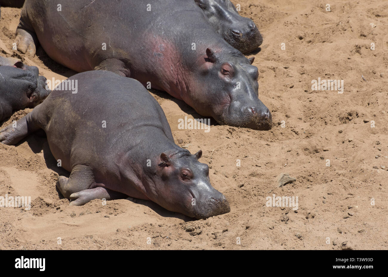 Ufer des Flusses Mara, Masai Mara, Kenia Stockfoto