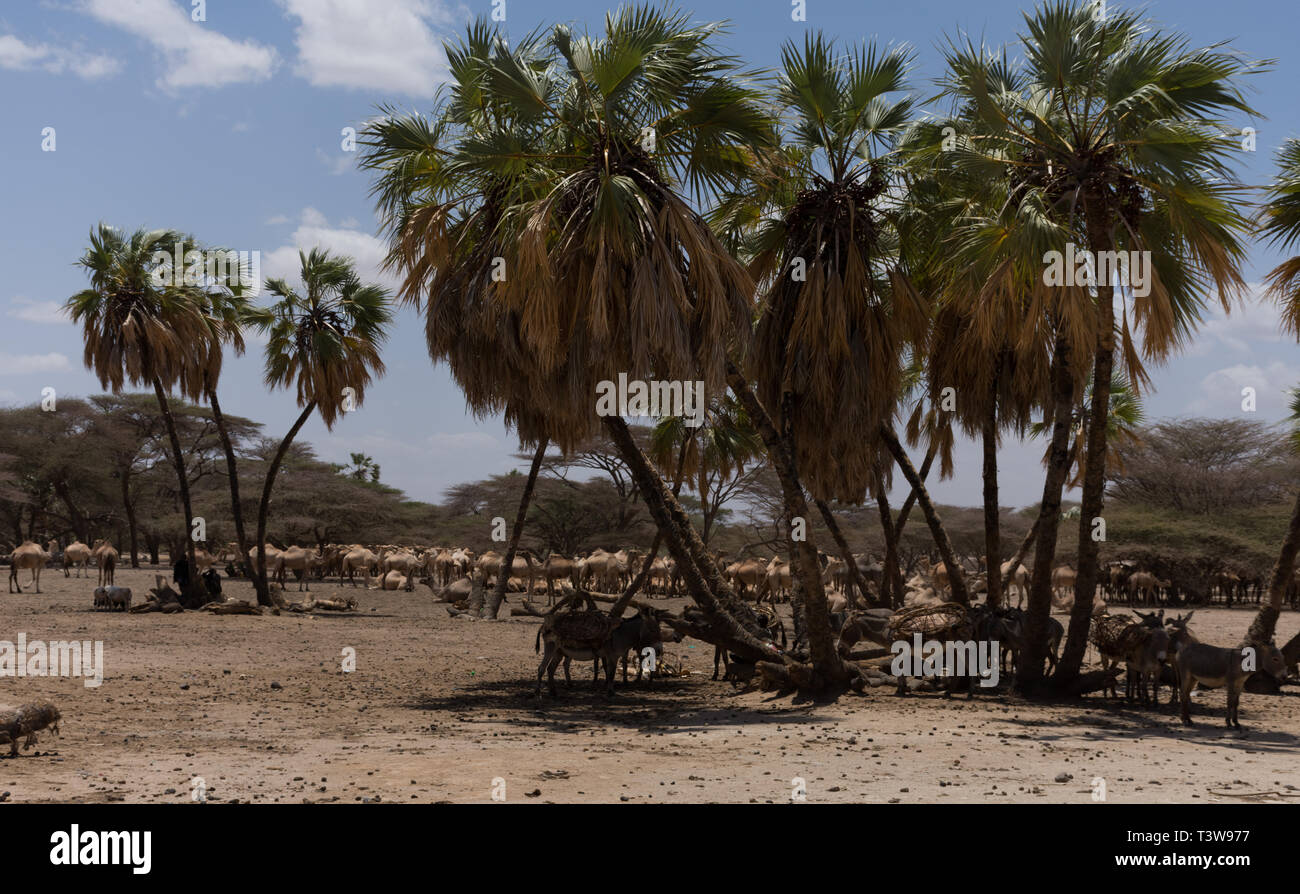 Oase in der Nähe von Kalacha, Nordkenia Stockfoto