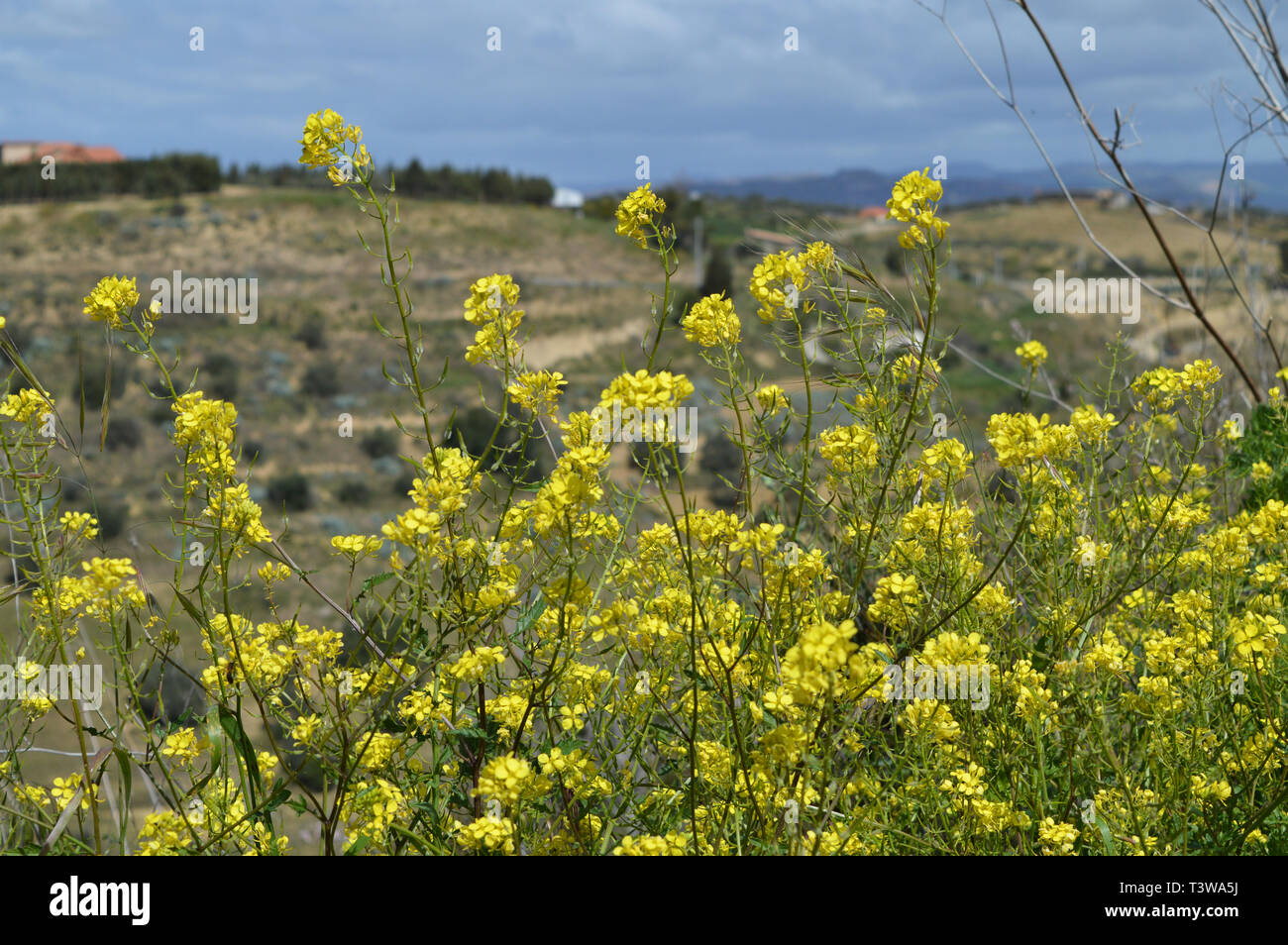 Close-up von Senf Senf in der Blüte, Sinapis Arvensis, sizilianischen Landschaft, Natur Stockfoto
