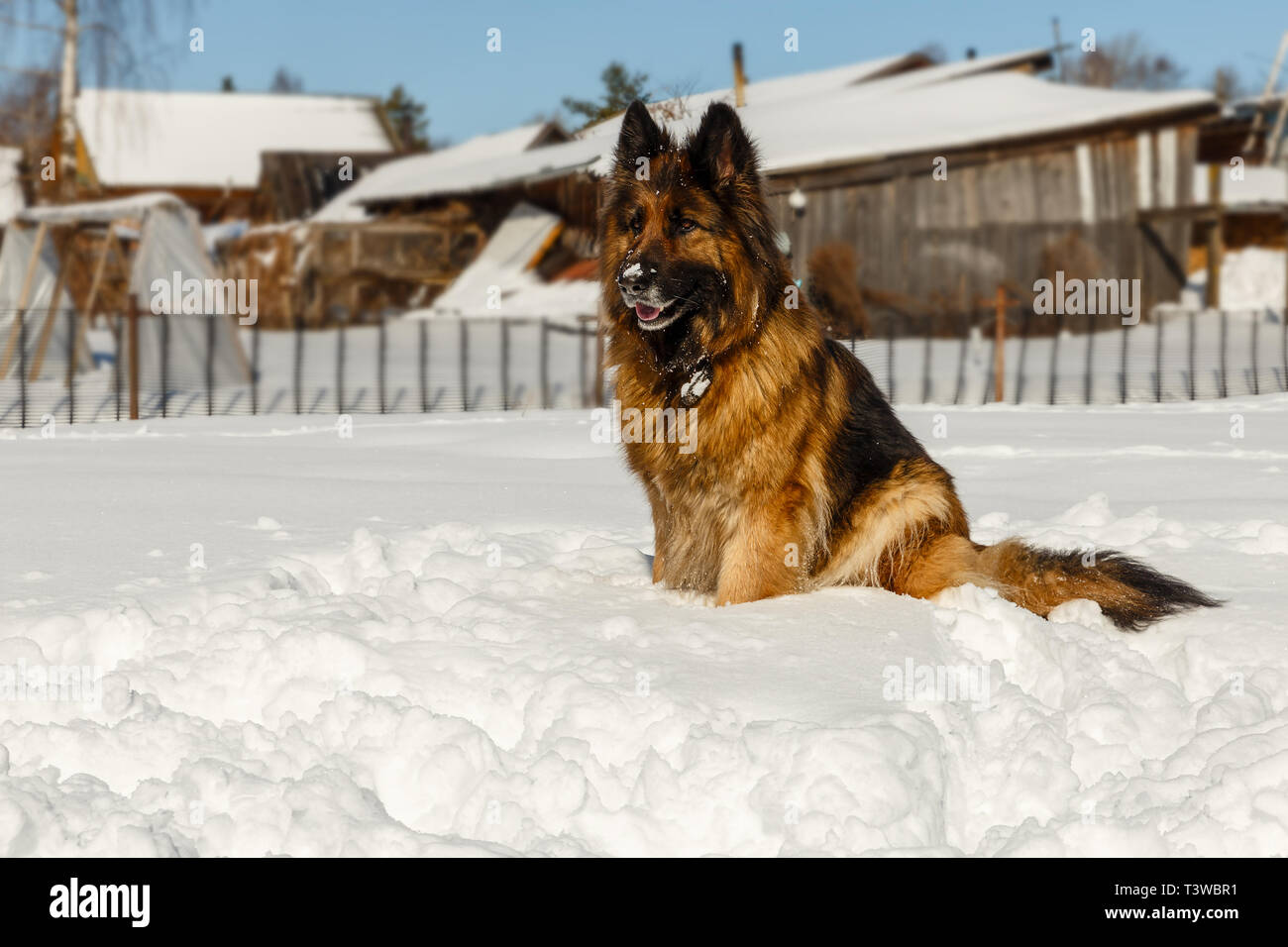 Deutscher Schäferhund, der Hund sitzt im Schnee und schaut weg Stockfoto