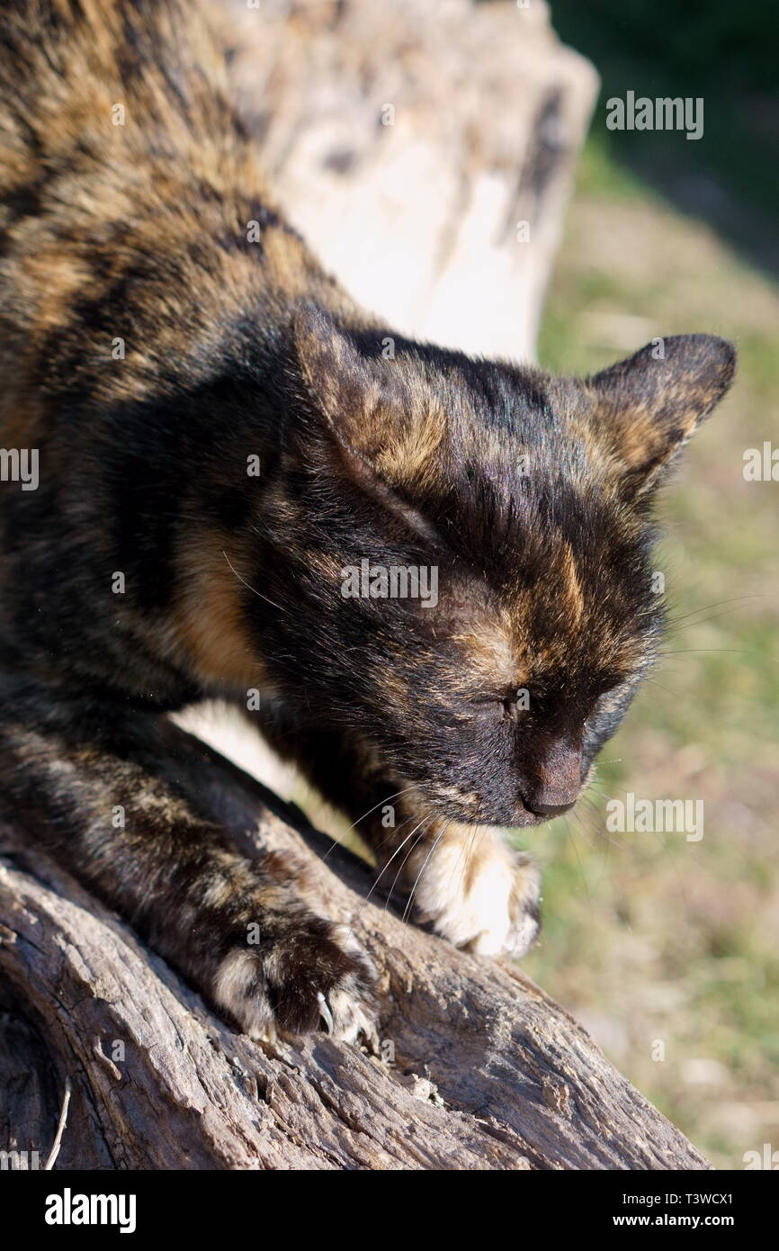 Katzen in das Kloster Lozen t. Spas', in der Nähe von Sofia, Bulgarien Stockfoto