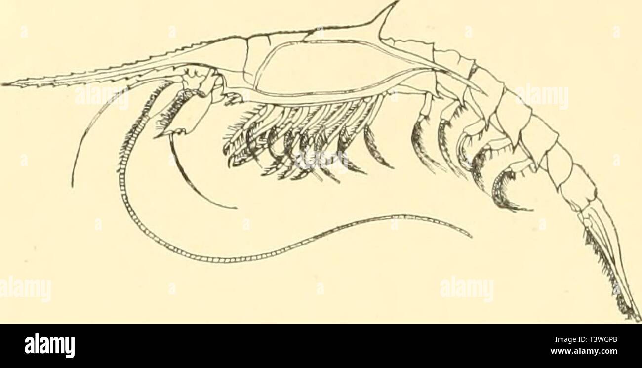 Archiv Bild von Seite 43 der nordischen Schizopoden (1909). Die nordischen Schizopoden dienordischensch 00 Zimm Jahr: 1909 VI 34 Call Zimmer. sechsten Abdominalsegmentes treten nicht auf der Unterseite zusammen. Die Länge beträgt 39 mm. Abb. 52. Seiteiiansiclit. Abb. 53. Antoniienscliuppe. Verbreitung: Bislier ist nur das typische Vorbild, von 52'17' 6" N, 15'40' W stanmienil, bekannt geworden. 22. Gnathophausia zoea Willemoes-Suhm. Abb. 54-58. 1873. Gnathophausia zoea Willemoes-Suhm, Natur Vol.S, S. 401, Abb. 1. 1883. - Willemoesi G.O. Sars, Forh. Selsk. Christian. 1883, Nr. 6. Stockfoto