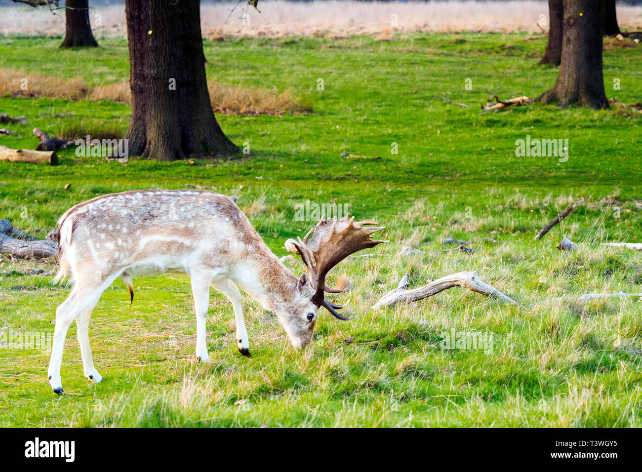 Rotwild im Richmond Park - Greater London, England Stockfoto