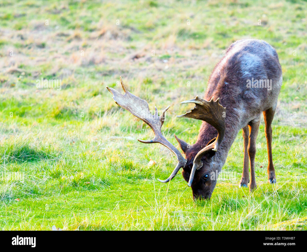 Rotwild im Richmond Park - Greater London, England Stockfoto