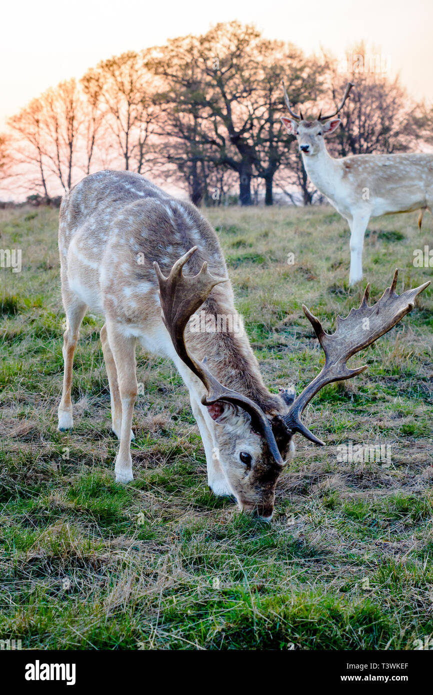Rotwild im Richmond Park - Greater London, England Stockfoto