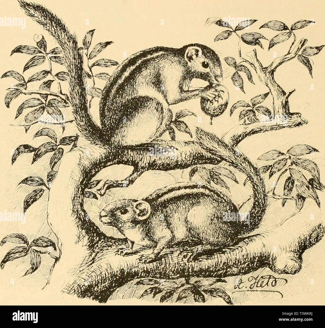 Archiv Bild von Seite 73 der Sterben Säugthiere Deutsch-Ost-Afrikas (1895). Sterben Säugthiere Deutsch-Ost-Afrikas diesugthierede 00 matten Jahr: 1895 85. Sciurus palliatus Ptrs. - Rothschwanz-Eichhörnchen. Peters, Reise Mossamb. Zool. Säugeth. 1852, S. 134, PL. 31 Abb., ich. L. 24; c. 26 cm. Oberseite braun und Fahlgelb melirt; Unterseite, Beine, Kopfseiten, Stirn, bärbeißigen Bemerkungen, Ohren, Schwanz gegen die Spitze hin feurig rostroth. Wie der schwanzwurzel Gebrauchspurig gefärbt; die einzelnen Schwanzhaare schwarz und gelblich geringelt, an der Spitze rostroth. Sansibar, Pangani (Fischer), Tanga, oberer Bubu (Neumann), Stockfoto