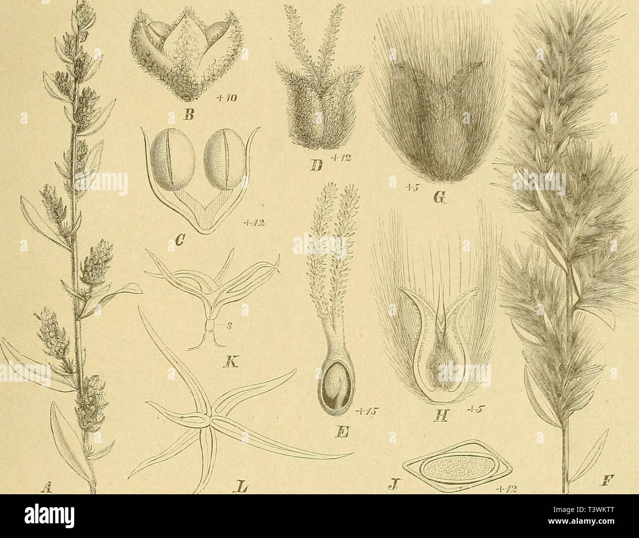 Archiv Bild von Seite 74 der Natürlichen Pflanzenfamilien nebst Sterben. Die NatÃ¼rlichen Pflanzenfamilien: nebst stand Gattungen und Arten, insbesondere den wichtigeren Nutzpflanzen dienatrlichenp 311 engl Jahr: 1887-1909. Chenopodiaceae. (Volkens. 67 20. Ceratocarpus L. S. monocisch. rf-• * keulenfÃ¶rmiger, an der Spitze 2 lippiger, hyaliner, mit Sternhaaren bedeekler zerstreuten, nervenloser Blh. Stb. 1 (selten 2). Q S. mit 2 behaarten Mittelrippe, in der gefalteten, verwachsenen, mit dem RÃ¼cken gegen die Spitze hin in je 1 Granne ausgezogenen Vorb. Frkn. schmal-lang-gestreckt, Ihr Browser kann leider keine eingebetteten Frames anzeigen mi Stockfoto