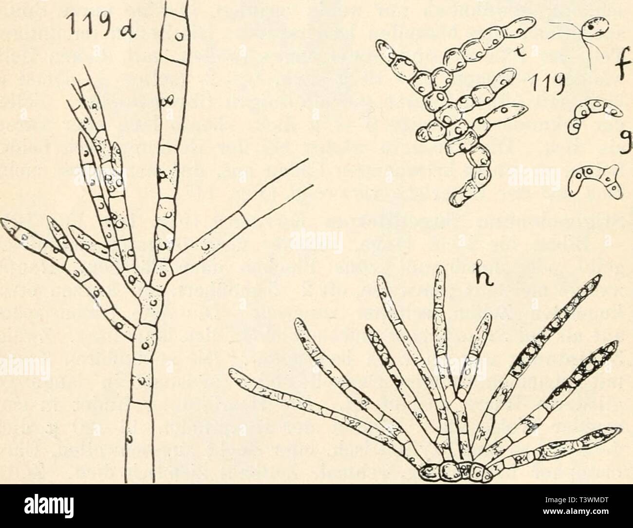 Archiv Bild von Seite 89 der Sterben Süsswasser - flora Deutschlands, Österreichs und. Sterben Süsswasser - flora Deutschlands, Österreichs und der schwez.. diessswasserfl 06 pasc Jahr: 1914 Abb. 117 - 120. 117 Stigcoclonium lubricum, Sohle. 118, 119 St. flagelliferum: 118 a Keimpflanze, sterben sich nicht festgesetzt hat, b Sohle, 119 ein Teil einer Sohle, die zoosporen entwickelt, b Mikrozoosporen und Zygoten, c isolierte Zellen, sterben durch dicke Schleimhüllen verbunden sind, d Gruppe Sonthofen zweigtragender Zellen, e Thallus, der sich aus einer Zoospore Makrozoospore entwickelt hat, f, g Entwicklung der Makro-zo Stockfoto