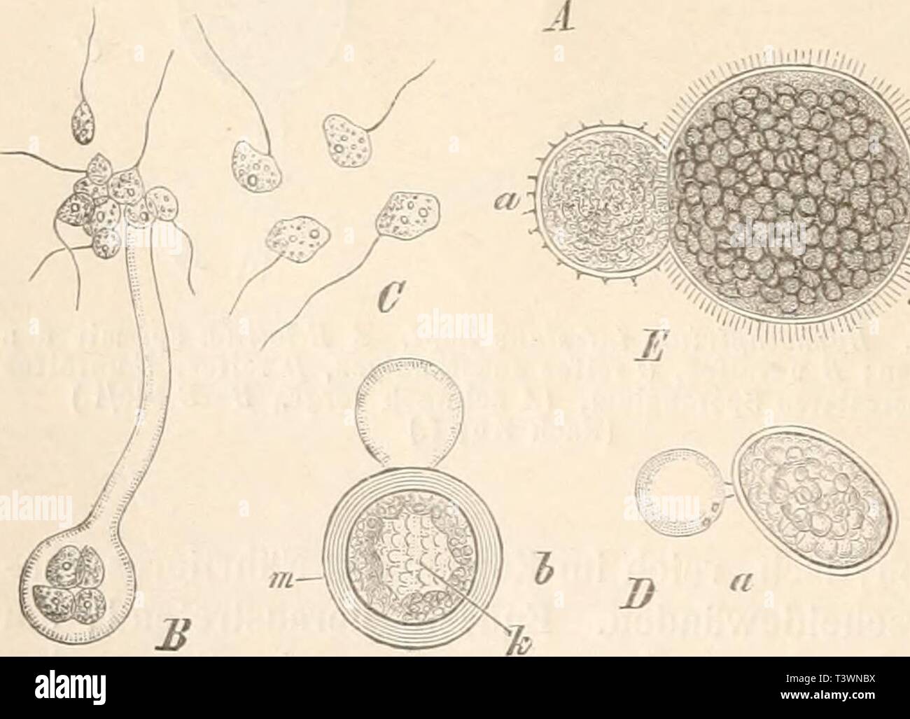 Archiv Bild von Seite 97 der Natürlichen Pflanzenfamilien nebst Sitemap Stockfoto