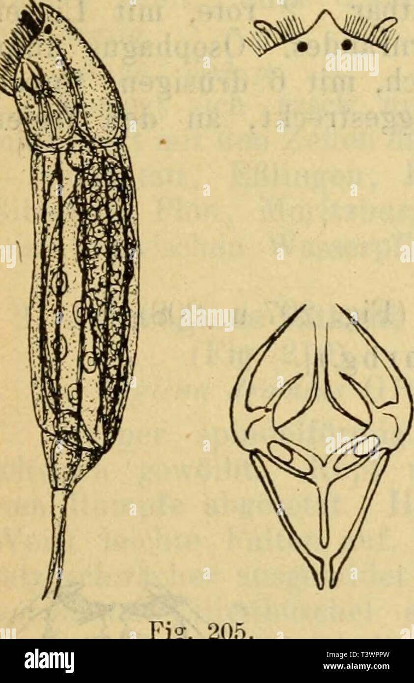 Archiv Bild ab Seite 116 von Süsswasserfauna Deutschlands tot Sterben. Sterben Süsswasserfauna Deutschlands: eine Exkursionsfauna diessswasserfa 14 brau Jahr: 1909 Rotatoria. 109 9. DiIena forcipata Ehrbg. (Abb. 204). Körper langgestreckt, eiförmig. Kopf konisch. Stirnhaken gut entwickelt. Schwanzanhang klein, abgerundet. Fuß kurz, scharf abgesetzt. Ventralwärts Zehen lang, leicht gekrümmt. Auf der Grundlage derselben kurze Scheiden. Wimperorgan tief auf der ventralen-seite Herabziehend. Bin Stirnrande 2 kleine rote Augen. Gehirn groß, Sackförmig, ohne Anhang. Kauer kräftig. Rami Gezähnelt. Ösophagus ku Stockfoto