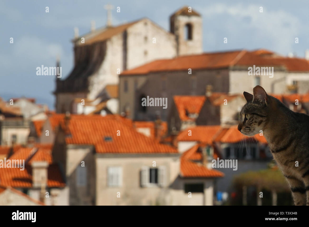 Dubrovnik. 11 Apr, 2019. Eine Katze ist in der Altstadt von Dubrovnik in Kroatien, 11. April 2019 gesehen. Im Süden von Kroatien, Dubrovnik ist eines der Ziele der berühmtesten Touristen" durch die Adria. Die Altstadt von Dubrovnik wurde als Welterbe der UNESCO in 1979. In den letzten Jahren, Dubrovnik wurde weithin als Drehort in Kroatien für King's Landing bekannt, ist die Hauptstadt der Sieben Königreiche in der TV-Show Spiel der Throne. Credit: Zheng Huansong/Xinhua/Alamy leben Nachrichten Stockfoto