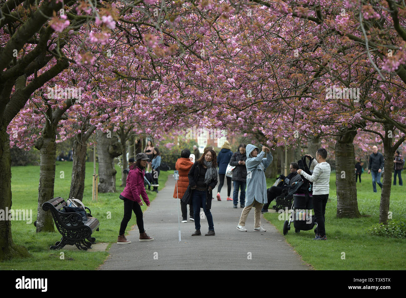 London, Großbritannien. 12 Apr, 2019. Kirschblüte in voller Blüte im Greenwich Park South London nach zwei Tagen helle Frühlingssonne. Die wetterforscher sind jedoch die Vorhersage Unter den Jahreszeiten durchschnittliche Temperaturen im April über dem Land für das kommende Wochenende. Vor milder Witterung treibt über das Land rechtzeitig zu Ostern. 12. April 2019 Credit: MARTIN DALTON/Alamy leben Nachrichten Stockfoto