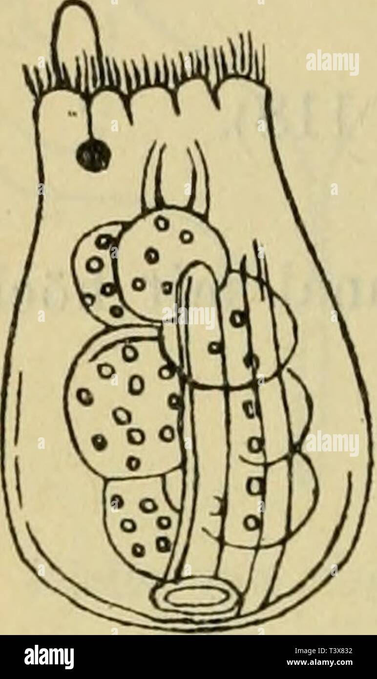 Archiv Bild von Seite 75 der Süsswasserfauna Deutschlands tot Sterben. Sterben SÃ¼sswasserfauna Deutschlands: eine Exkursionsfauna diessswasserfa 14 brau Jahr: 1909 68 Collin, 1 1. Asc. Saltans Bartsch (Abb. 119). {==Asc.agili Zach, = Saccuhis hyalimis Kellic). Mit dem RÃ¼cken 2 scharfe, nach hinten etwas konvergierende LÃ ¤ ngsleisten. Bei seitlicher Lage erscheint auf jeder Seite noch eine LÃ ¤ ngsleistc. (5 Unbek. / Mitunter stoÃweise. LÃ¤nge 140 Ich. PlÃ¶n, Tübingen. Stockfoto