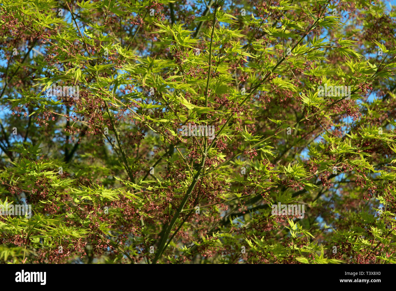 Frischer Frühling Wachstum von Acer palmatum Stockfoto