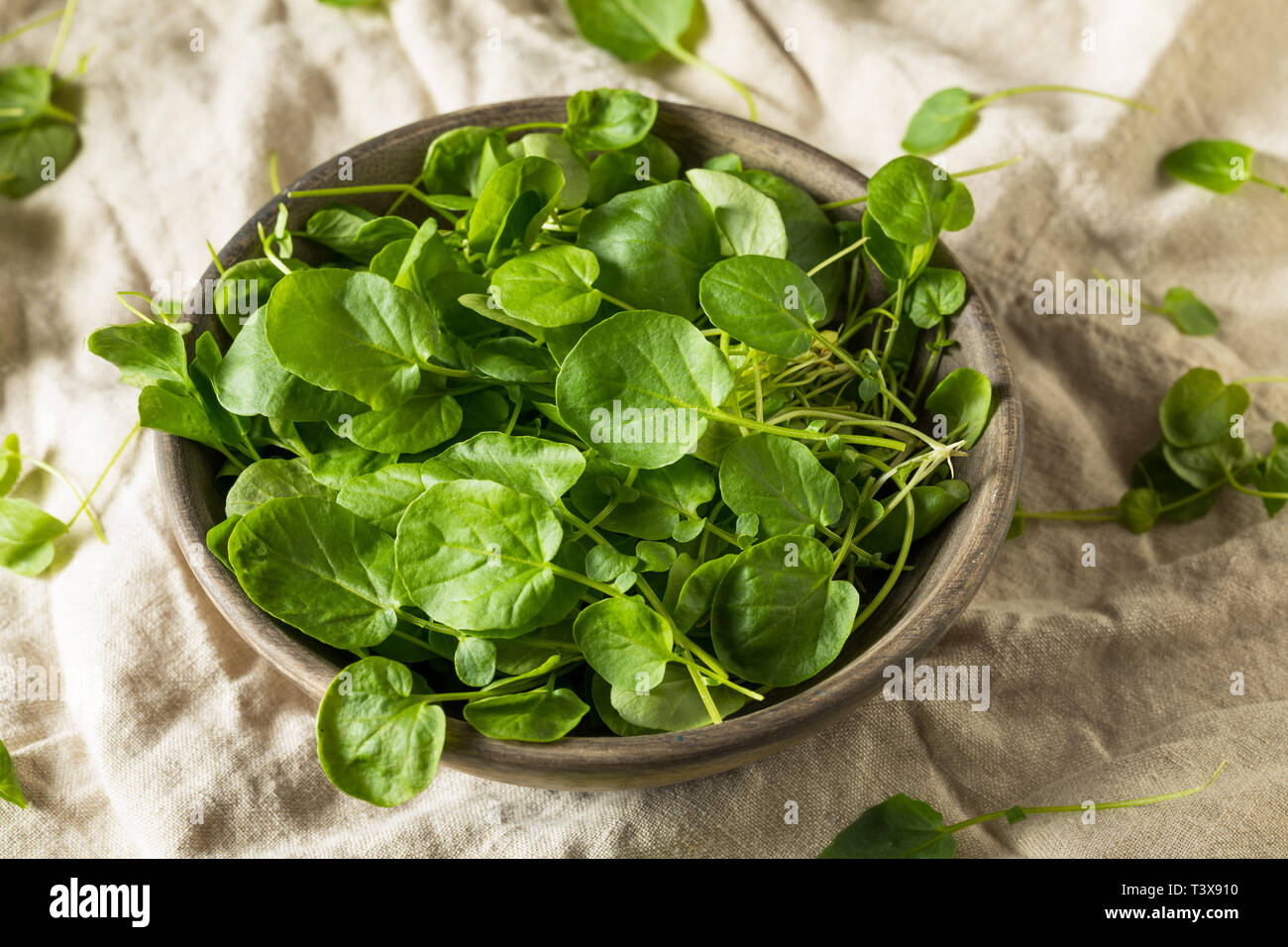 Raw Green Organic Living Kresse in eine Schüssel geben. Stockfoto