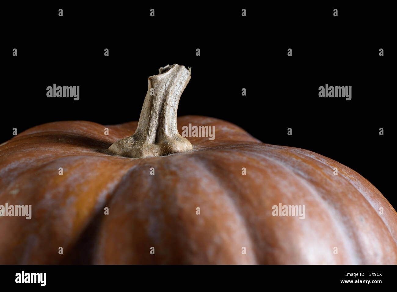 Den Kürbis mit einem trockenen kurzen Stiel auf schwarzem Hintergrund. Close-up. Stockfoto