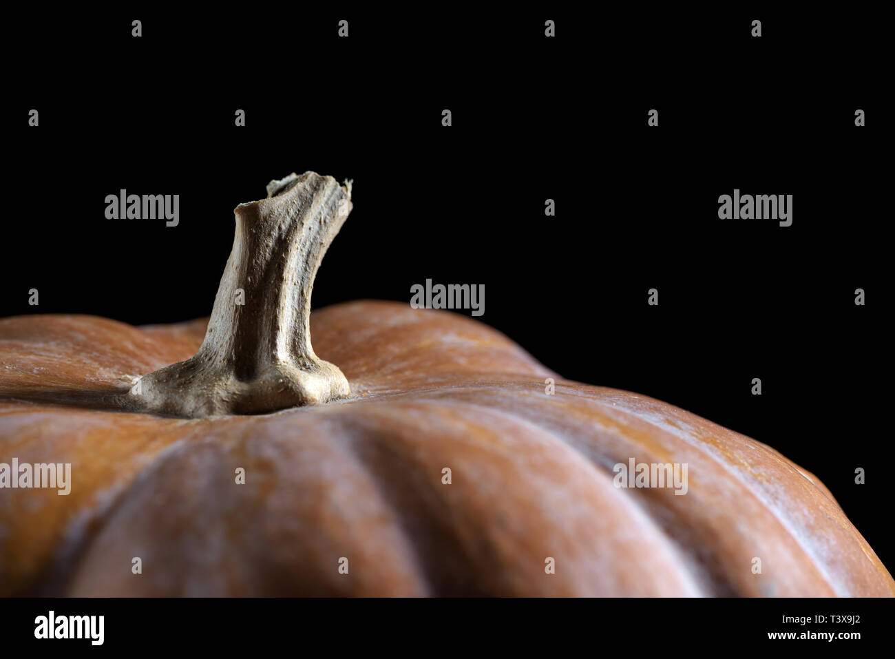 Den Kürbis mit einem trockenen kurzen Stiel auf schwarzem Hintergrund. Close-up. Stockfoto