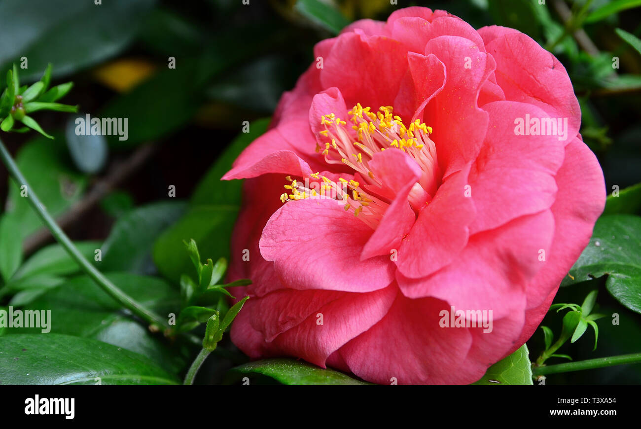 Camellia 'Lady Campbell' mit grünen Blatt Hintergrund Stockfoto