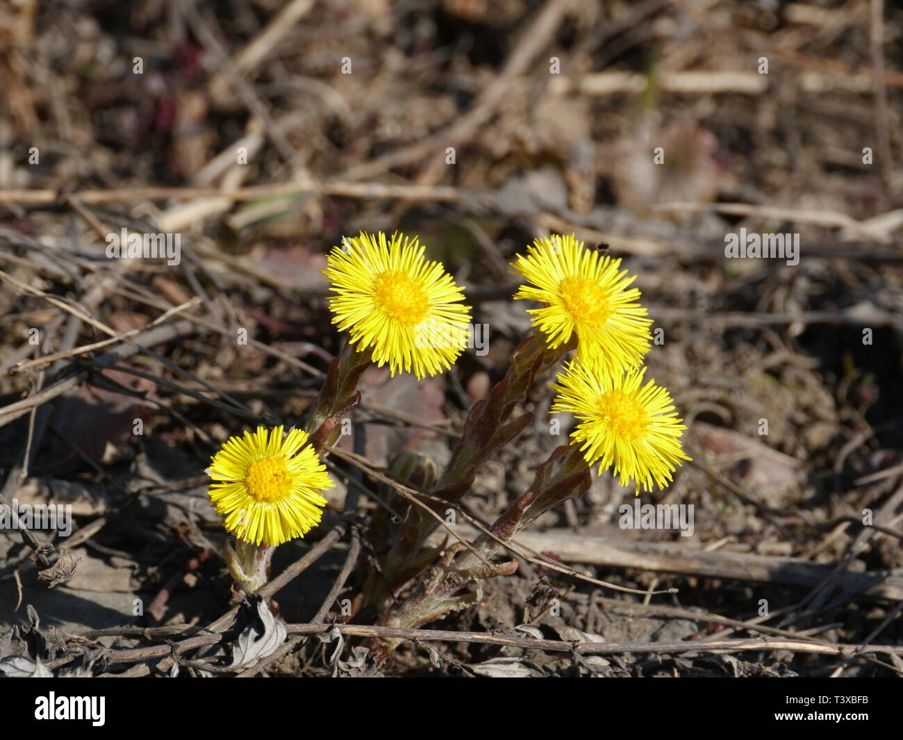 Stiefmutter Blume Stockfotos und bilder Kaufen Alamy