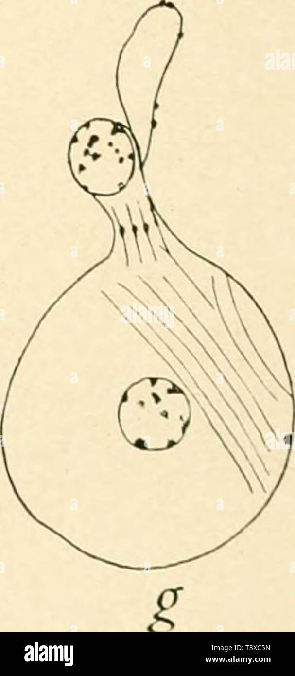 Archiv Bild von Seite 161 Stoffliche Grundlage der Vererbung sterben. Stoffliche Grundlage der Vererbung diestofflichegru 00 morg sterben jedes Jahr: 1921 Erste (a-c) und zweite (D-G) Spermatozytenteilung bei der Honigbiene. (/ Meves.) bei Berlin kämpfen, zwei X-Chromosomen vorhanden sind, so ist anzu- nehmen, daß das Ei / Bildung der Richtungskörper nur noch eines besitzt. Wenn das Ei sich entwickelt, ohne seine Chromosomeuznhl zu Correct, so sollte es einem Männchen den Ursprung geben. Daß das Männchen tatsächlich sterben einfache ChromosoiiKMizahl b (" sitzt, hat das Studium der Spermatogenese e Stockfoto