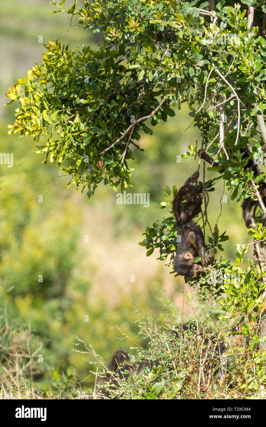 Eine junge Olive baboon allein spielen im Unterholz, hängenden Kopf Dow, Hochformat, Ol Pejeta Conservancy, Laikipia, Kenia, Afrika Stockfoto