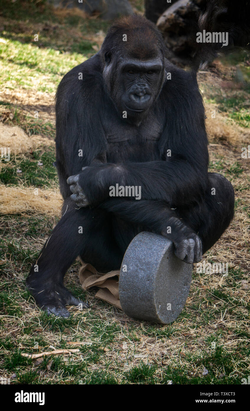 Westlicher Flachlandgorilla Zoo Calgary Alberta Kanada Stockfoto