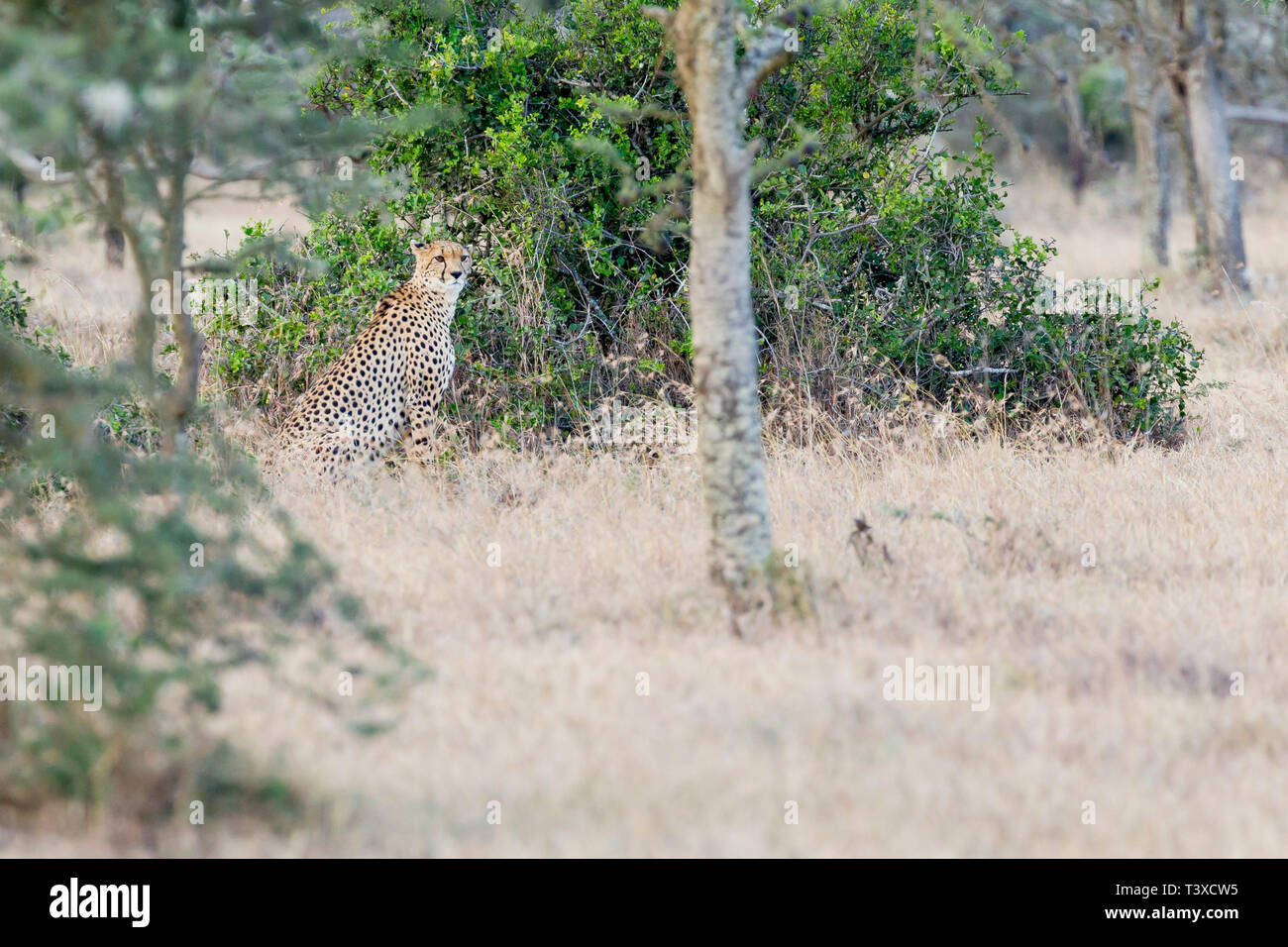 Ein erwachsener Gepardin im offenen Grasland, saßen und, beginnend zu jagen, Querformat, Ol Pejeta Conservancy, Laikipia, Kenia, Afrika Stockfoto