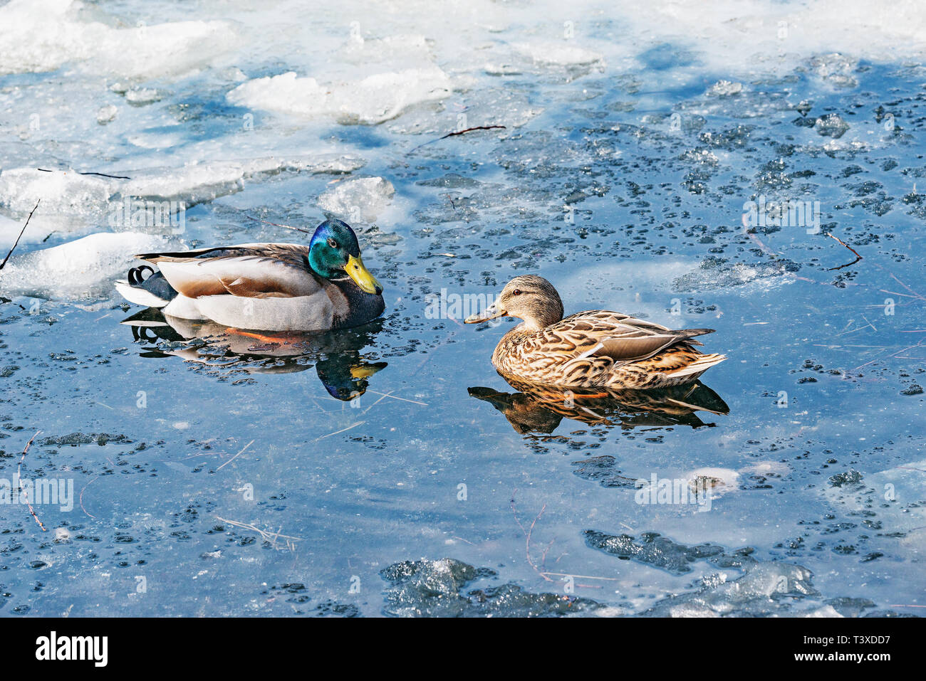 Paar Enten auf der Oberfläche des Sees. Stockfoto