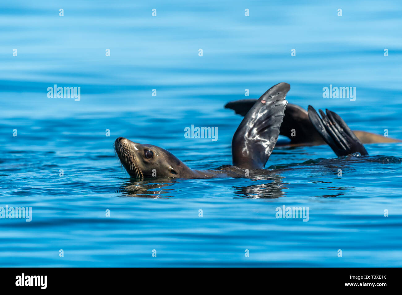 Kalifornische Seelöwen (zalophus californianus) thermalregulating durch ihre brustflossen Holding aus dem Wasser. Baja California. Stockfoto