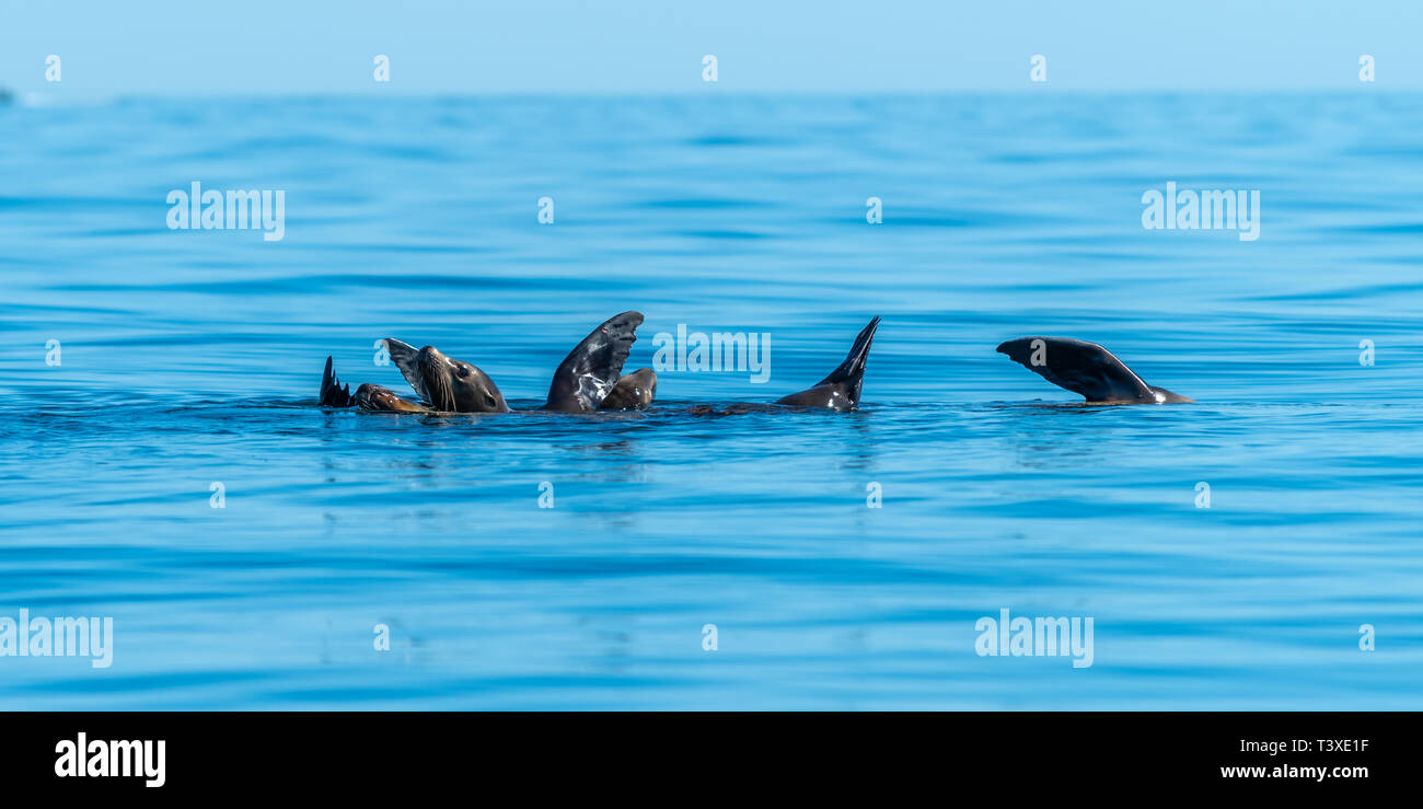Kalifornische Seelöwen (zalophus californianus) thermalregulating durch ihre brustflossen Holding aus dem Wasser. Baja California. Stockfoto