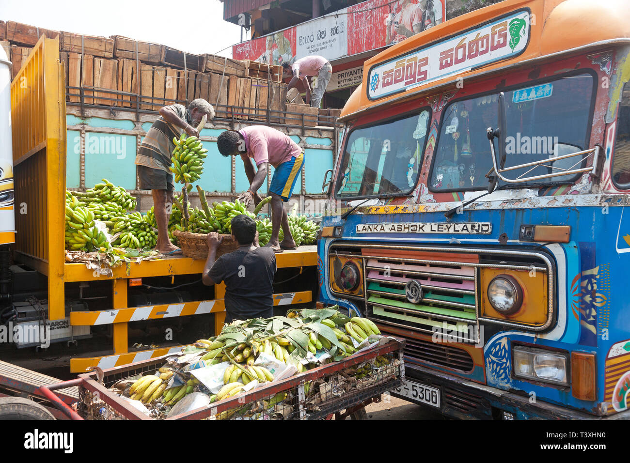 Entladen von Bananen zu Manning Markt, Pettah, Colombo, Sri Lanka Stockfoto