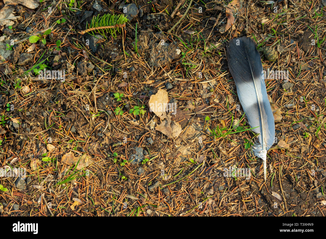 Schwarz Weiße und graue Feder auf Waldboden Stockfoto