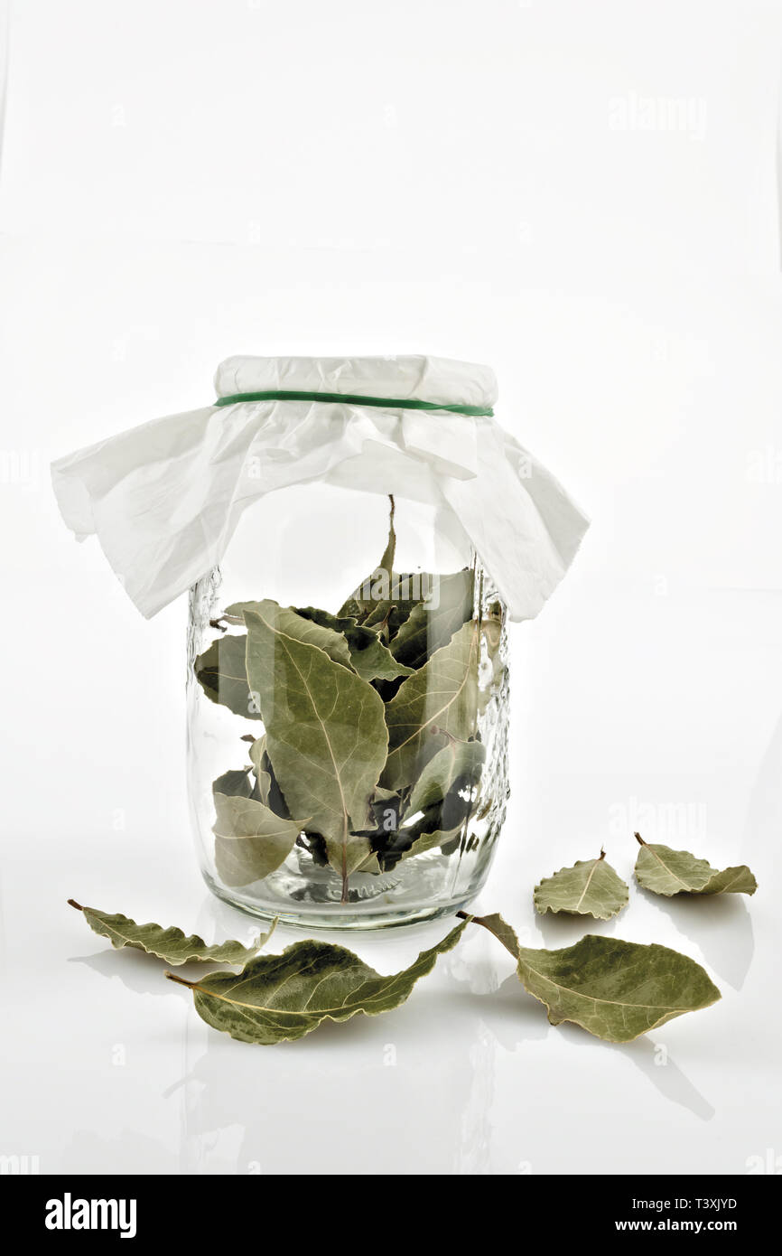 Alloro foglie secche in vaso di Vetro Stockfoto