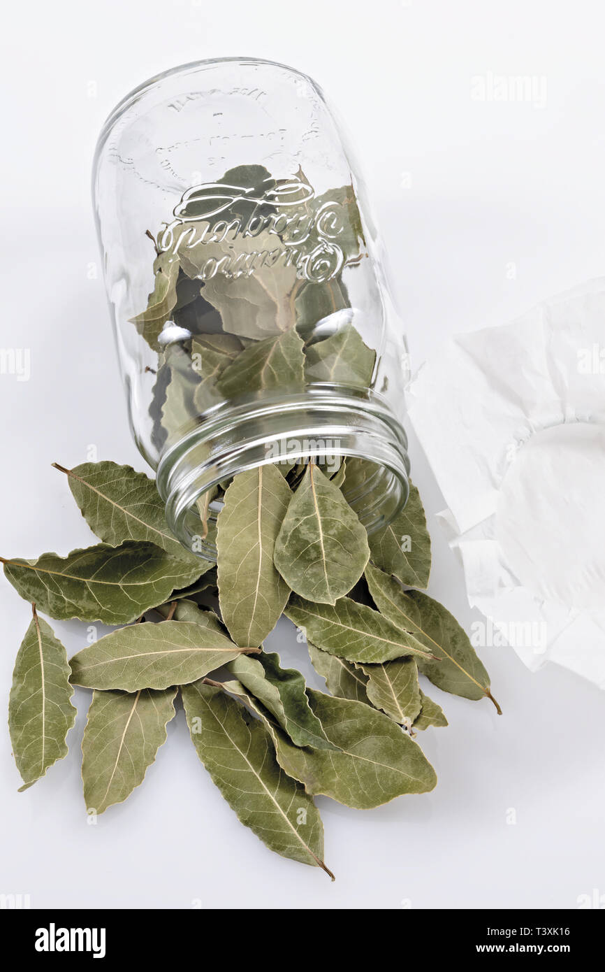 Alloro foglie secche in vaso di Vetro rovesciato Verticale dal'Alto Stockfoto