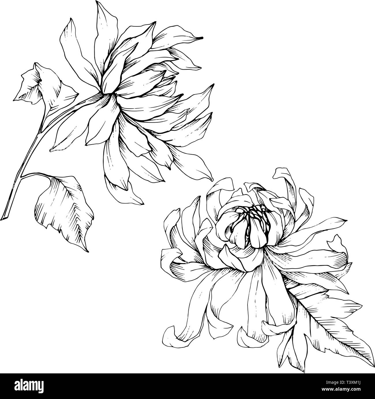 Vektor Chrysantheme floral botanischen Blumen. Schwarz und weiß eingraviert Tinte Art isoliert Blume Illustration Element. Stock Vektor